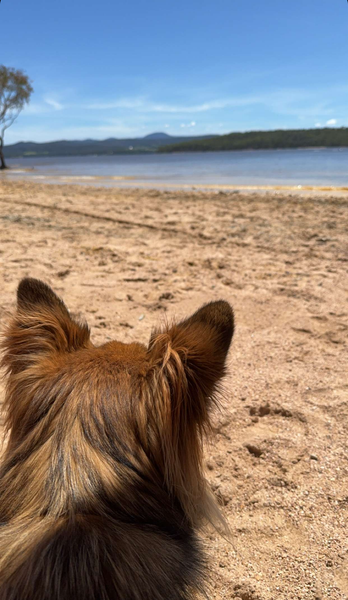 From Beach Walks  to Café Brunches Versatile Pet Accessories  for Melbourne's Active Lifestyle