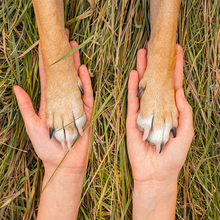 My therapist has paws