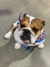 Pet Bandana - British Blue