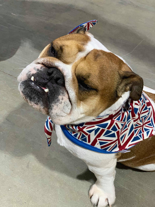 Pet Bandana - British Blue