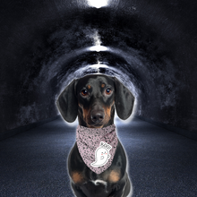 Pet Bandana -  To Cute to Spook - Halloween