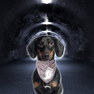 Pet Bandana -  To Cute to Spook - Halloween