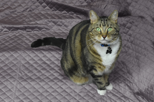 Pet Blanket - Designer Luxe Quilted Velvet