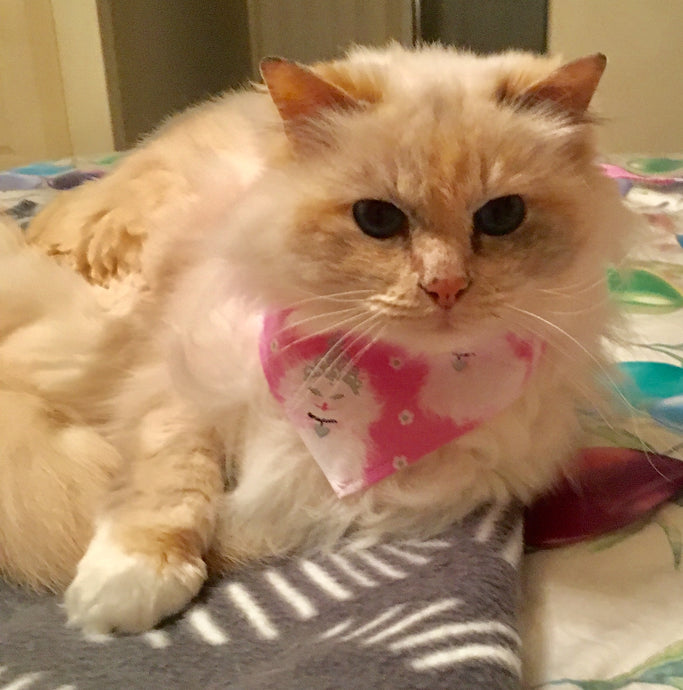 Pet Bandana - Princess Pebbles