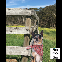 Pet Bandana - Bandana Doggz