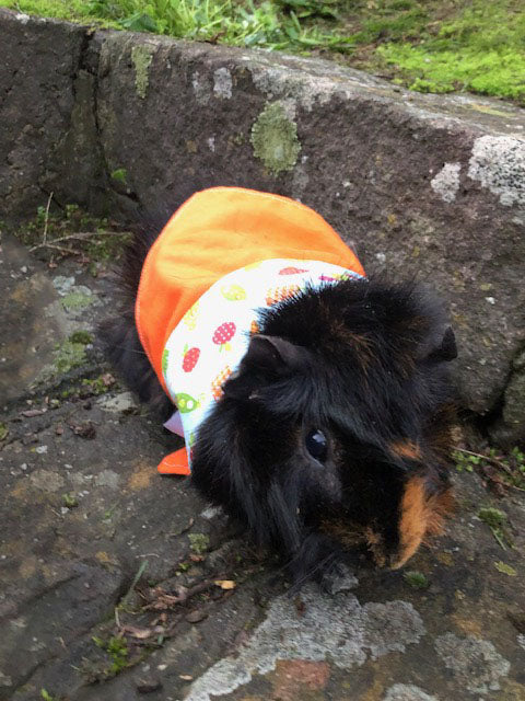 Pet Bandana - Carrots & Apples