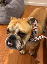 Pet Bandana - British Blue