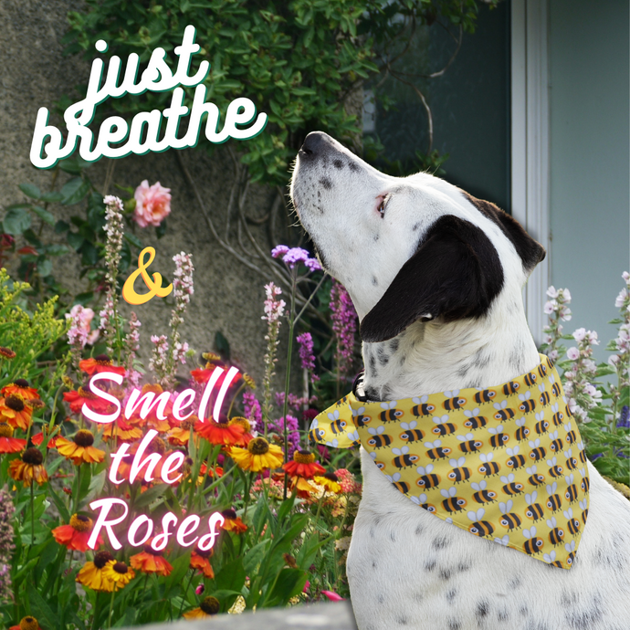 Pet Bandana - Bumble Bee