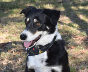 Pet Bandana - RFC Tigers - Yellow & Black