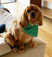 Pet Bandana -  Glow for it - Glow in the Dark