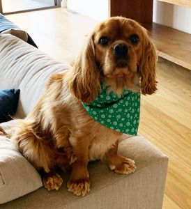 Pet Bandana -  Glow for it - Glow in the Dark