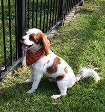 Pet Bandana - Cosplay Puppy