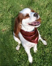 Pet Bandana - Cosplay Puppy