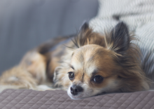 Pet Blanket - Designer Luxe Quilted Velvet