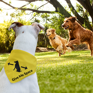 Pet Bandana - Stop, Slow & Go