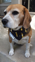 Pet Bandana - Golden Feathers