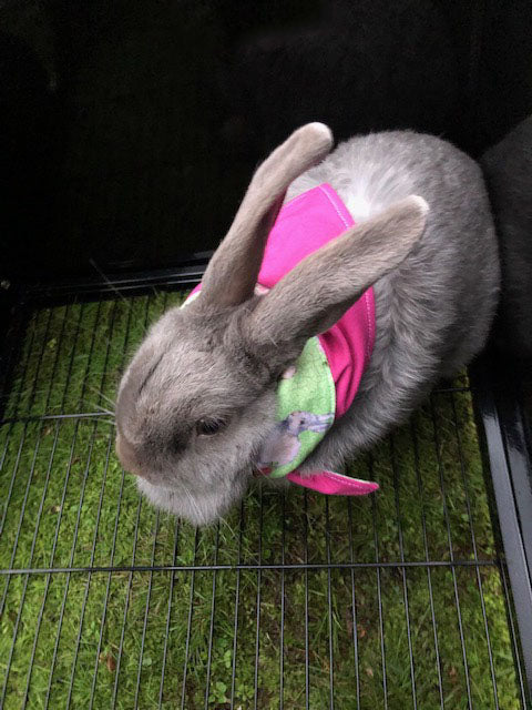 Pet Bandana -  Bunny Love