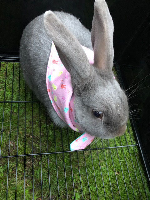 Pet Bandana - Minny Mui Bunnies