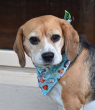 Pet Bandana - Golden Bone Pooch