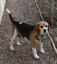 Pet Bandana - Donut Heaven