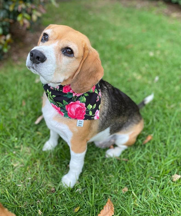 Pet Bandana - Izzy Rose