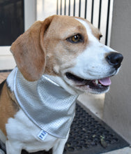 Pet Bandana - Glama Danna Silver Strike