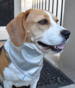 Pet Bandana - Glama Danna Silver Strike
