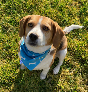 Pet Bandana - Nelson the Frenchie