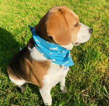 Pet Bandana - Nelson the Frenchie