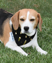 Pet Bandana - Golden Feathers