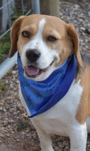 Pet Bandana - Glama Danna Shiny Blue Stars