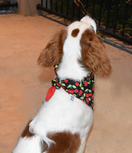 Pet Bandana - Cherri Bomb