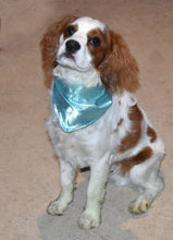 Pet Bandana -  Balloon Celebration