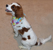 Pet Bandana -  Balloon Celebration