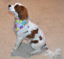 Pet Bandana -  Balloon Celebration