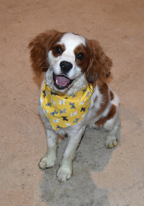 Pet Bandana - Marigold Pups