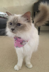 Pet Bandana - Cheeky Pussycat