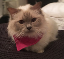 Pet Bandana - Cheeky Pussycat