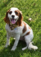 Pet Bandana - Sassy