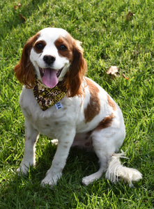 Pet Bandana - Sassy